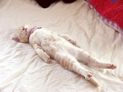 直立不動で寝る猫